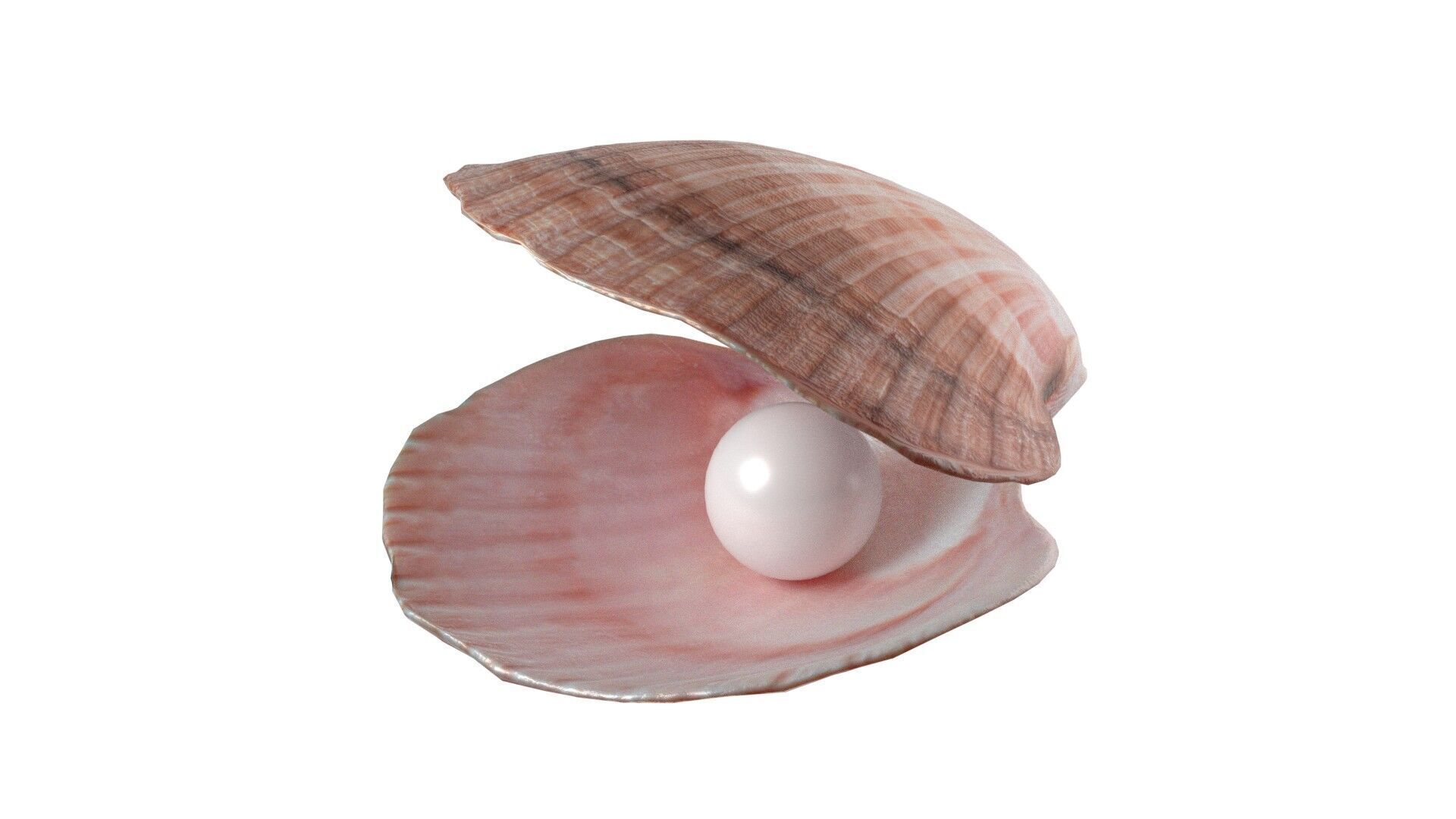 Conch shell pearl   Low-poly 3D model_1