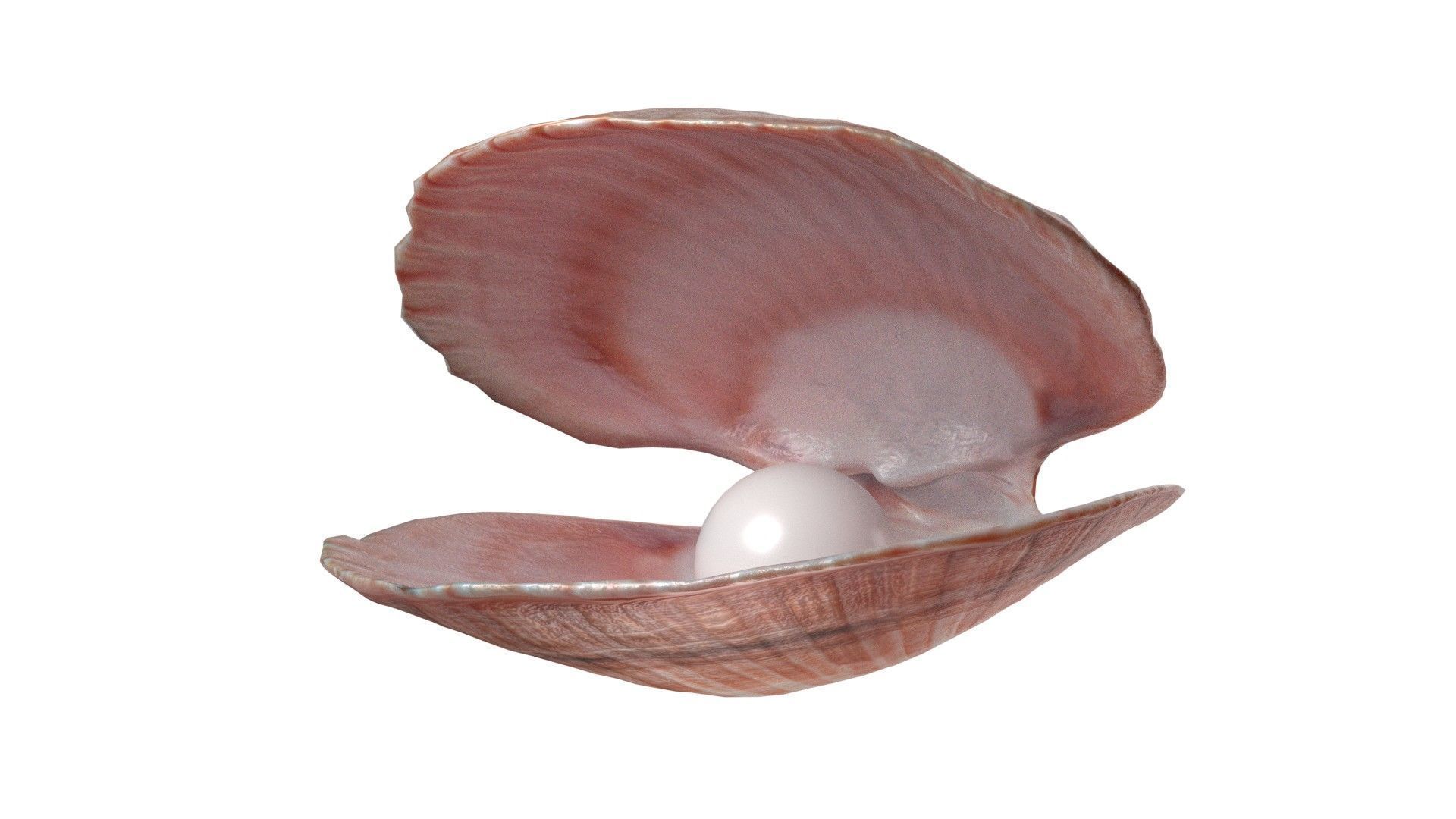 Conch shell pearl   Low-poly 3D model_5