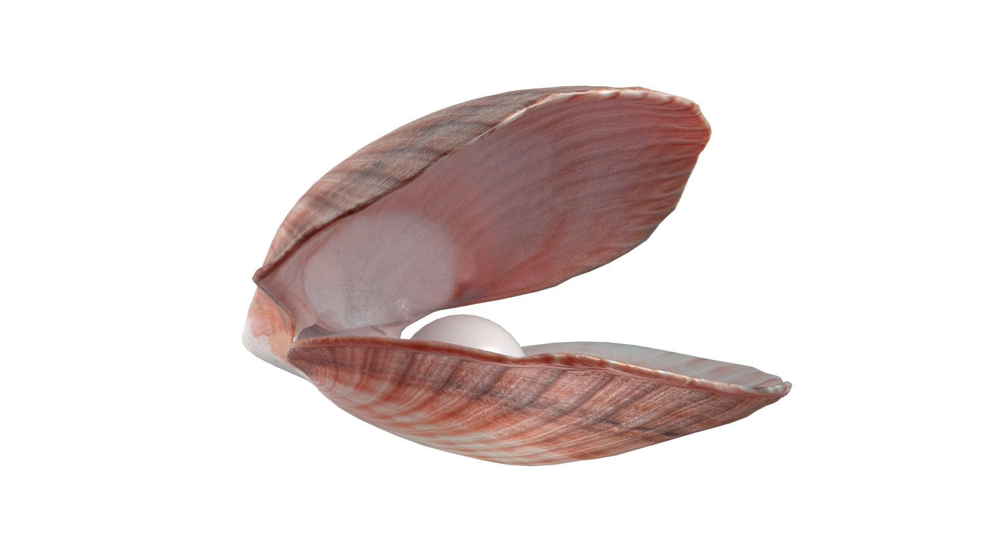 Conch shell pearl   Low-poly 3D model_4