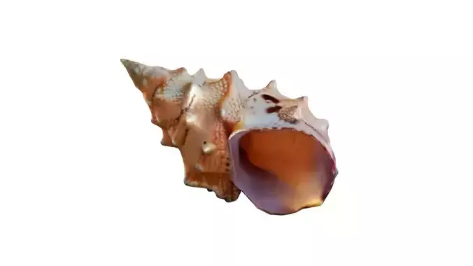Conch shell v2  