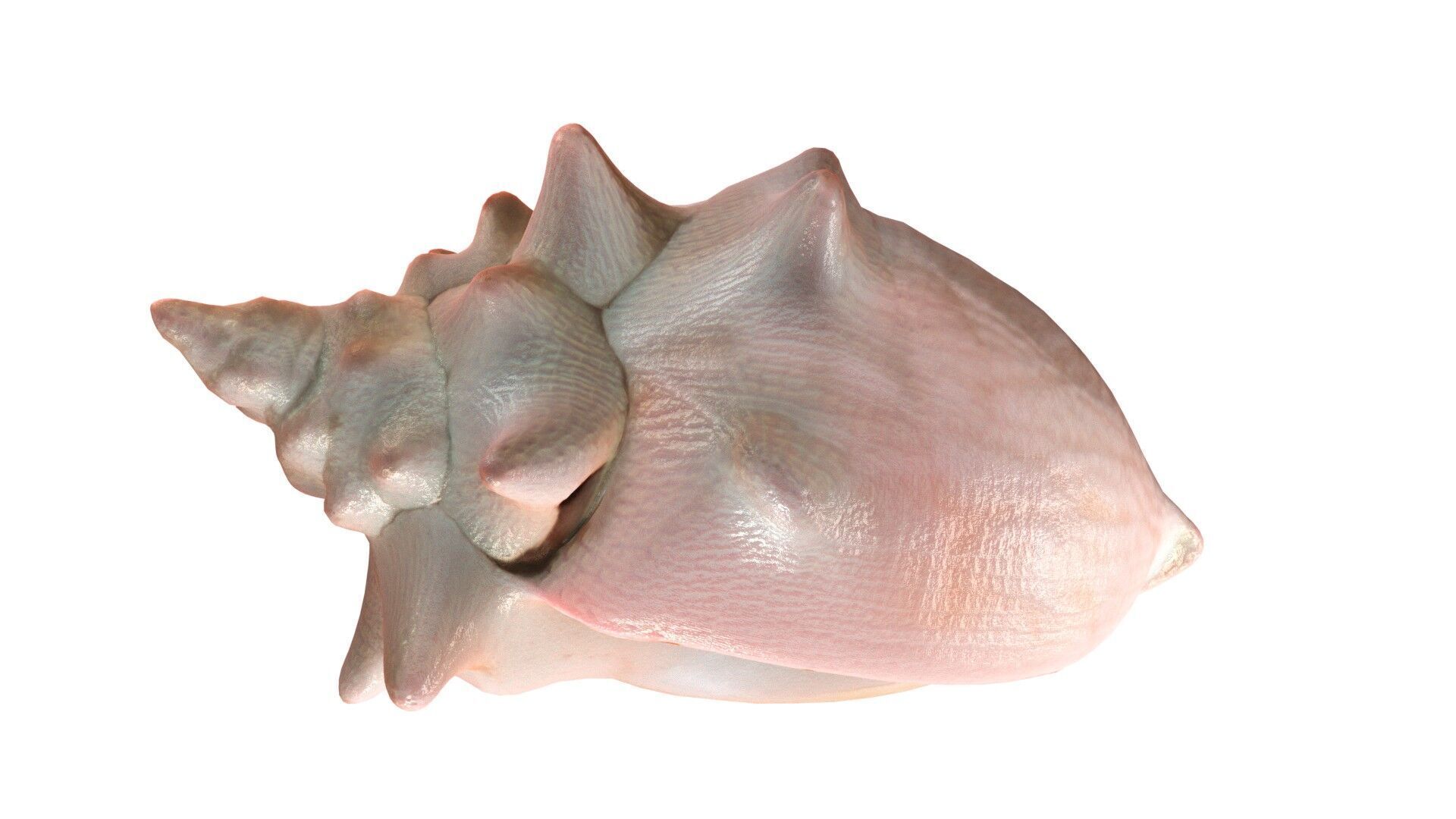 Conch shell v3 Low-poly 3D model_5