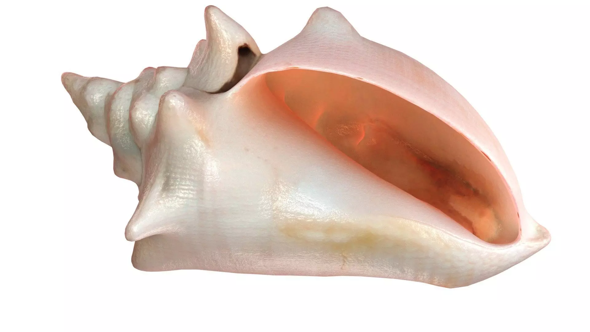 Conch shell v3 Low-poly 3D model_0