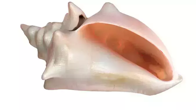 Conch shell v3