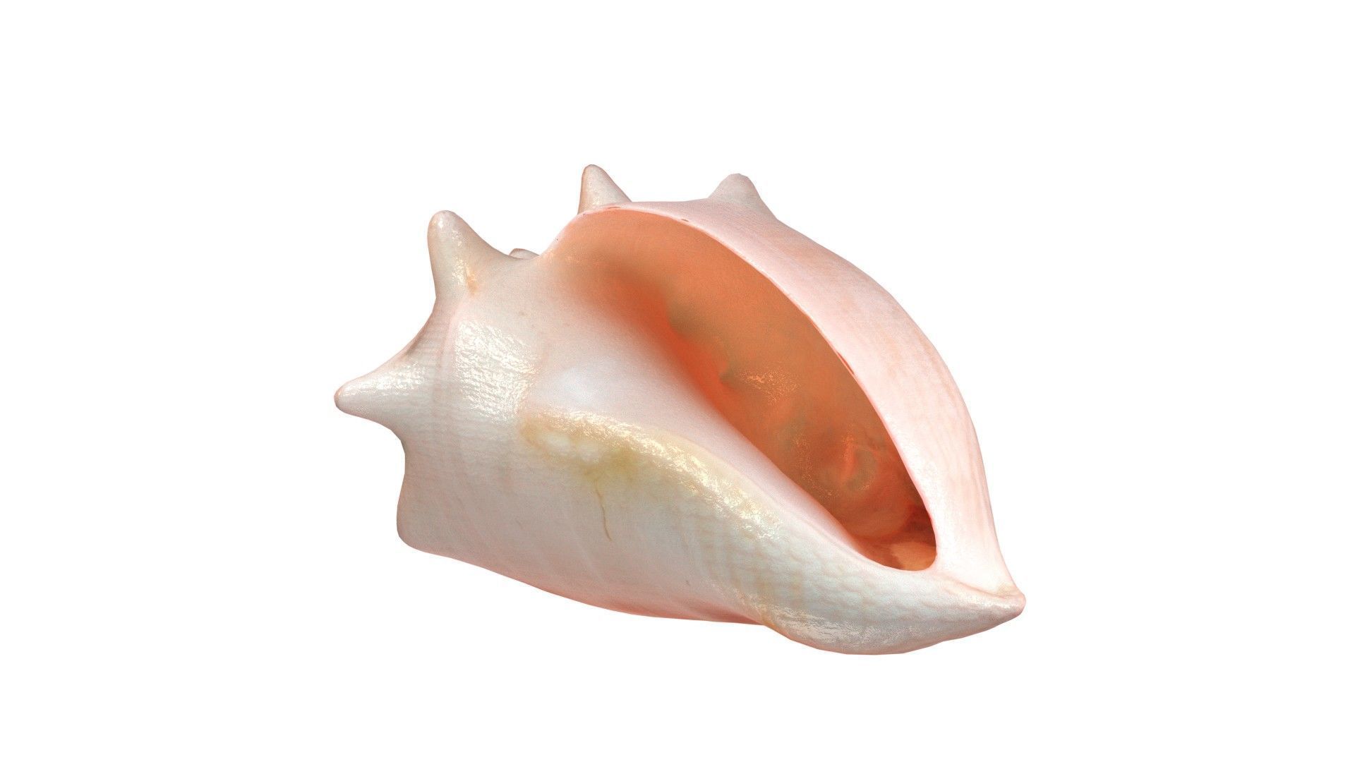 Conch shell v3 Low-poly 3D model_4