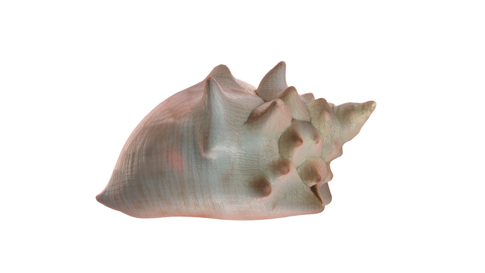 Conch shell v3 Low-poly 3D model_3