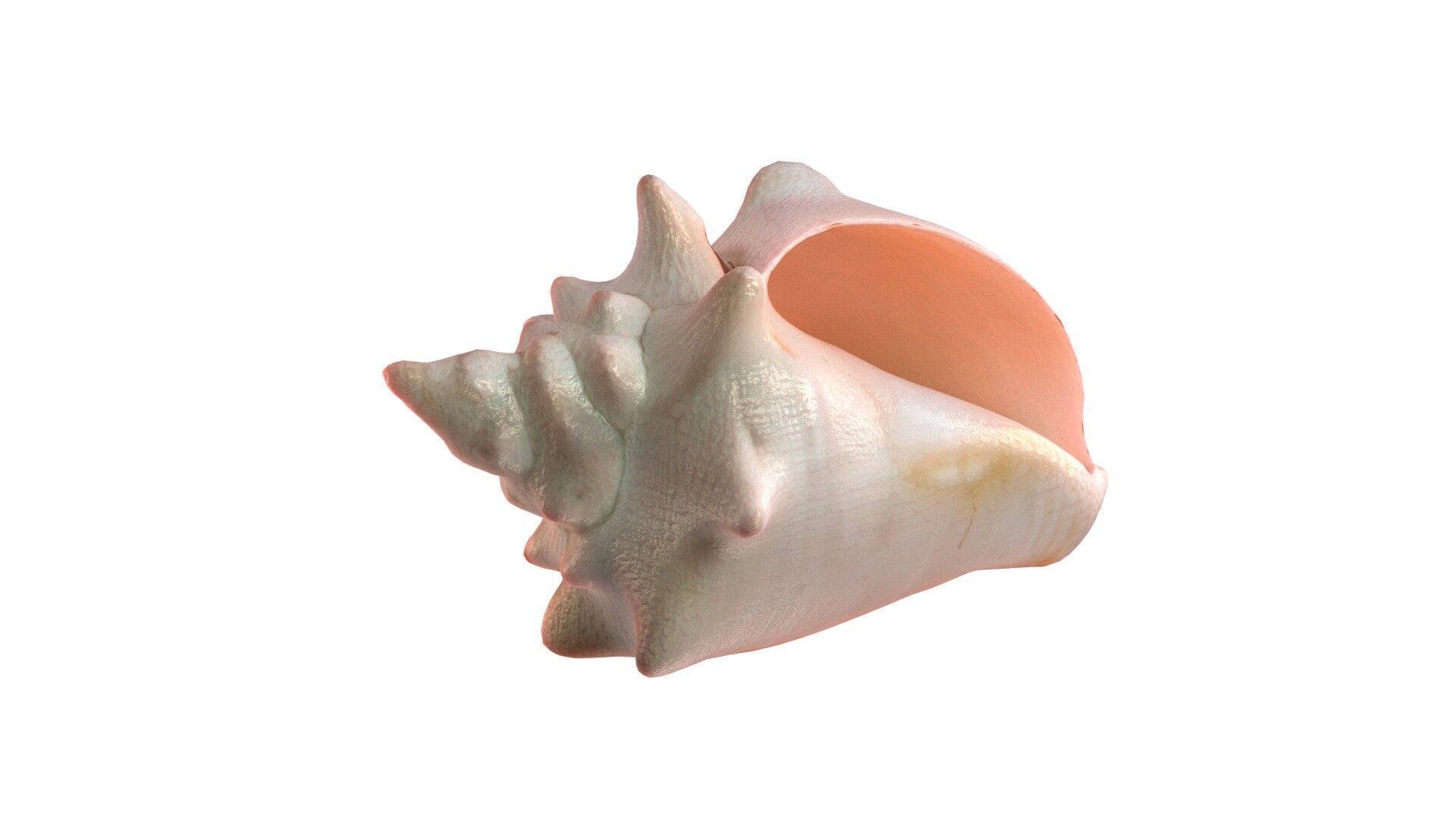 Conch shell v3 Low-poly 3D model_1