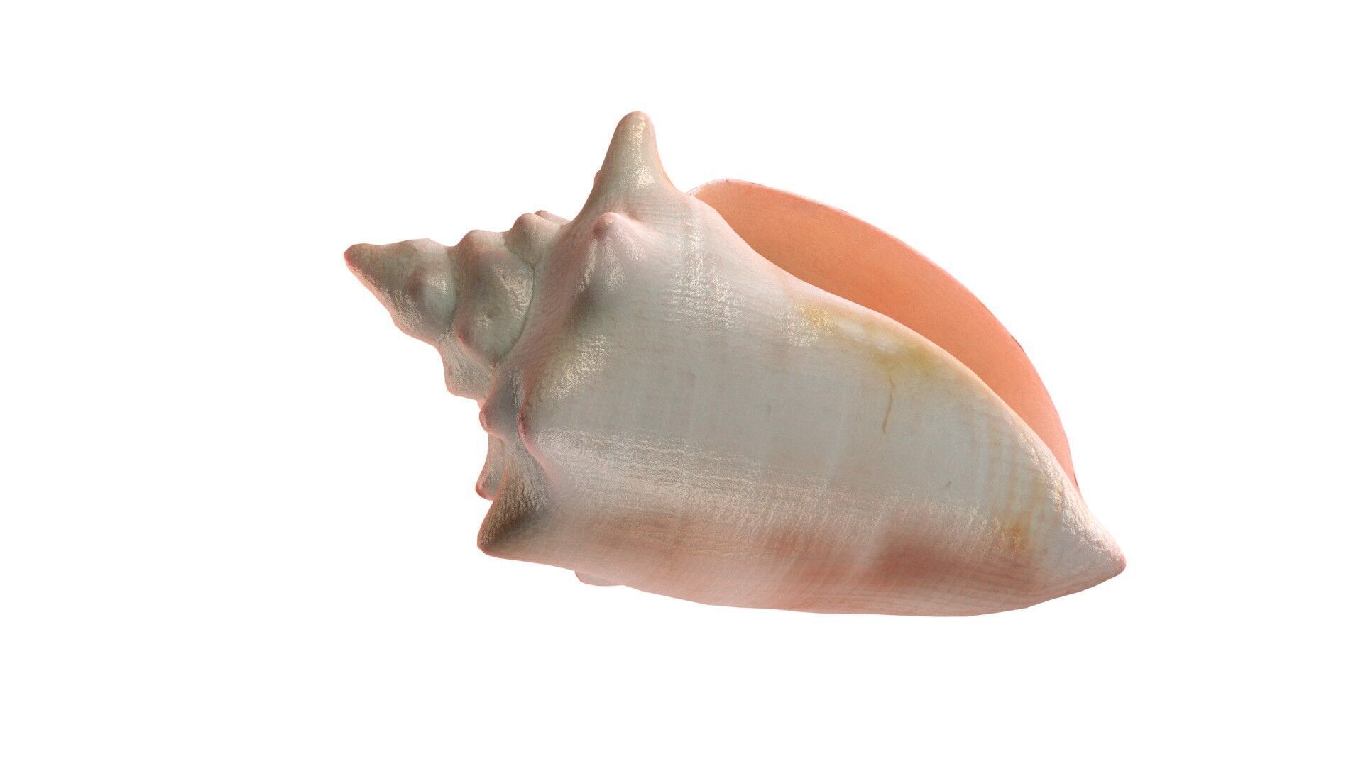 Conch shell v3 Low-poly 3D model_2