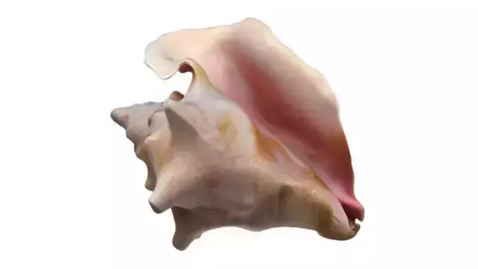 Conch shell v4 