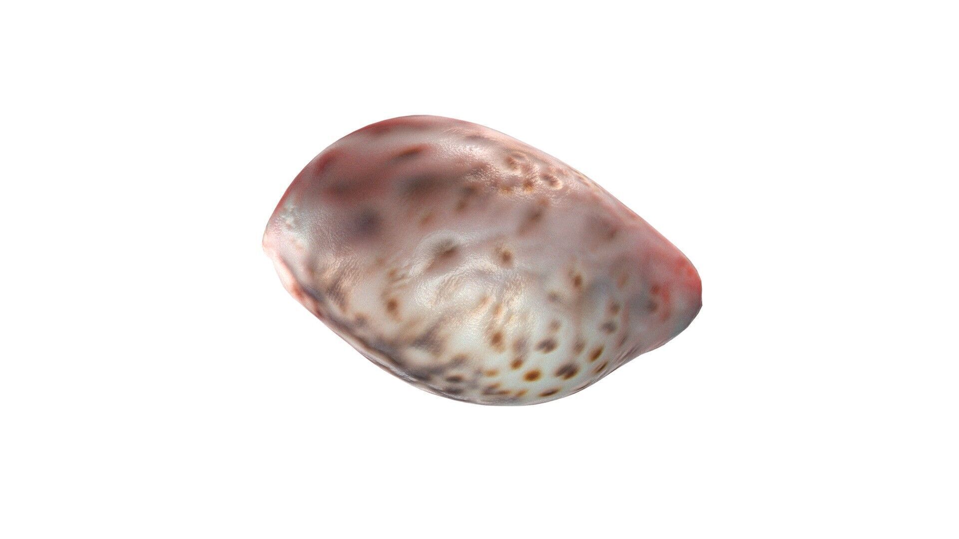 Conch shell v12 Low-poly 3D model_3