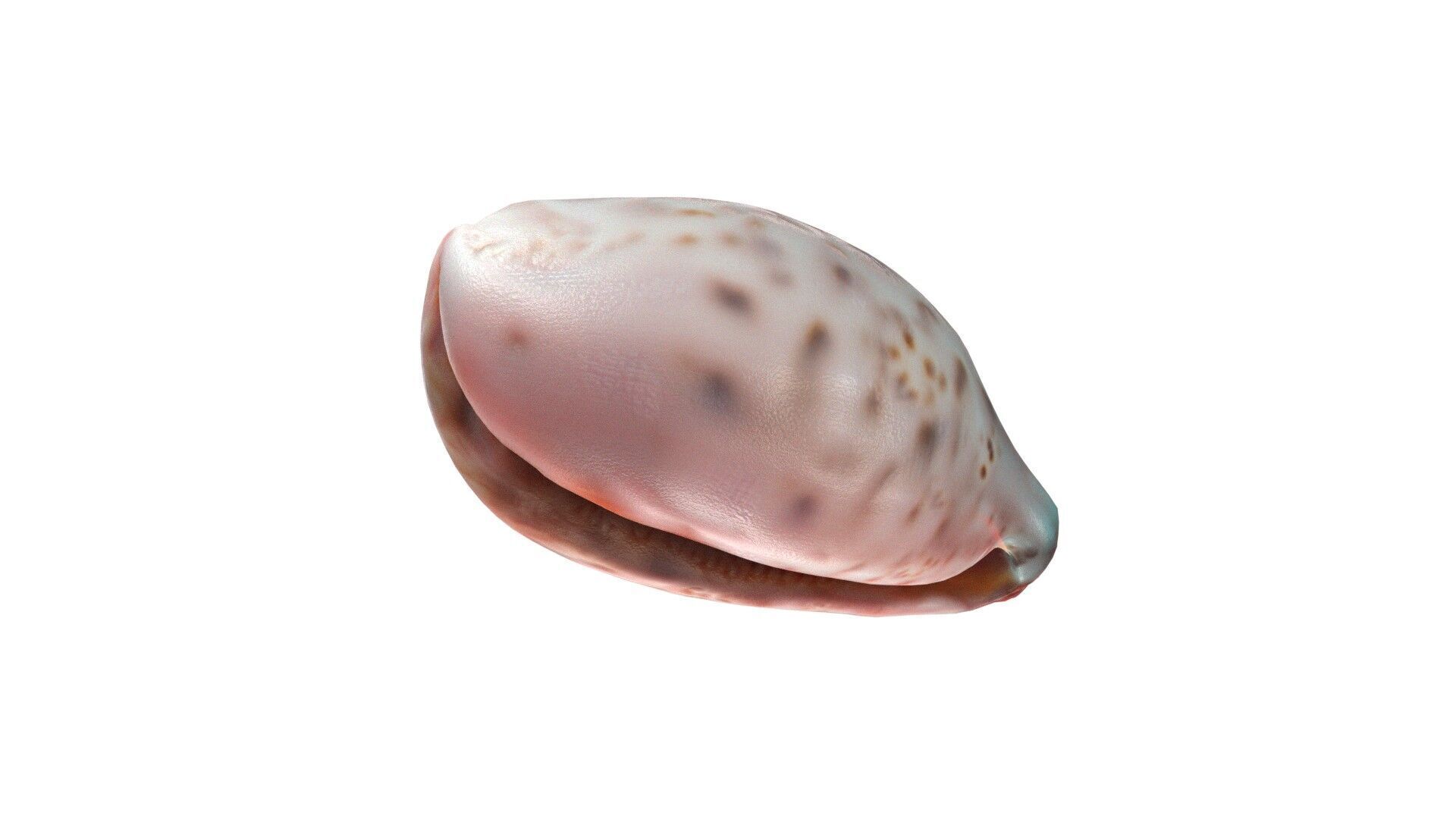 Conch shell v12 Low-poly 3D model_4