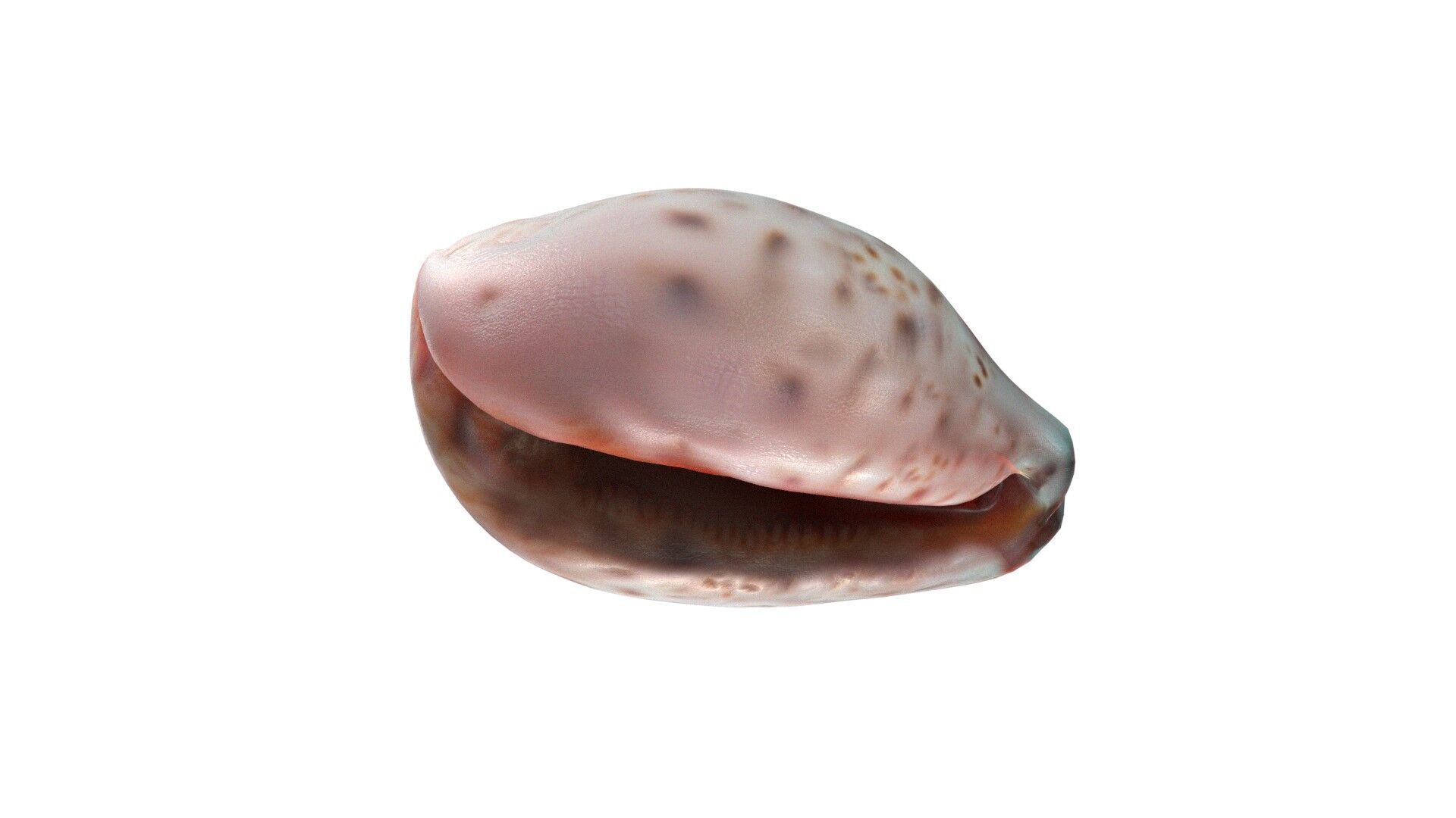 Conch shell v12 Low-poly 3D model_1