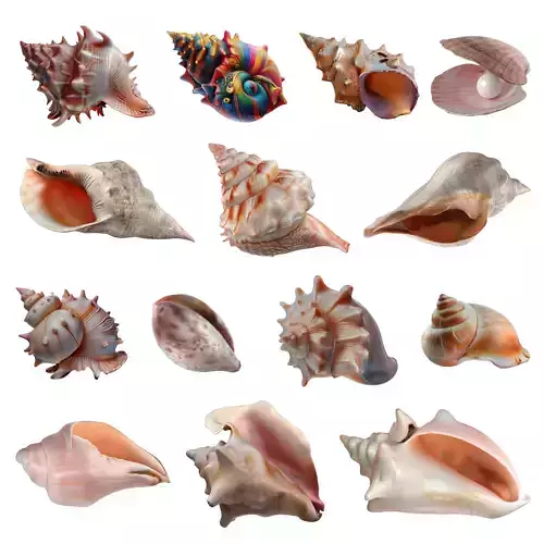Conch Shell Collection Low-poly 3D model