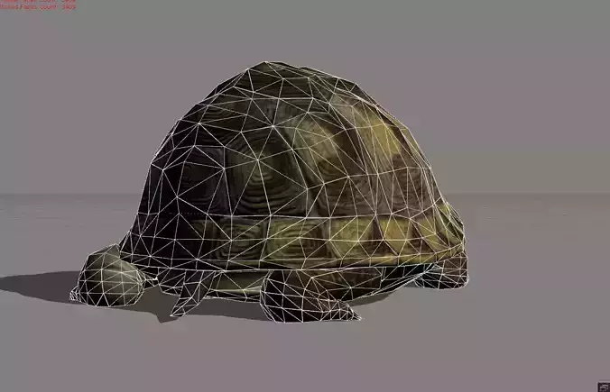 Turtle Animal