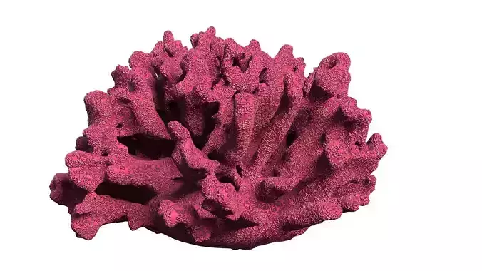 Coral reef  V1 Low-poly 3D model