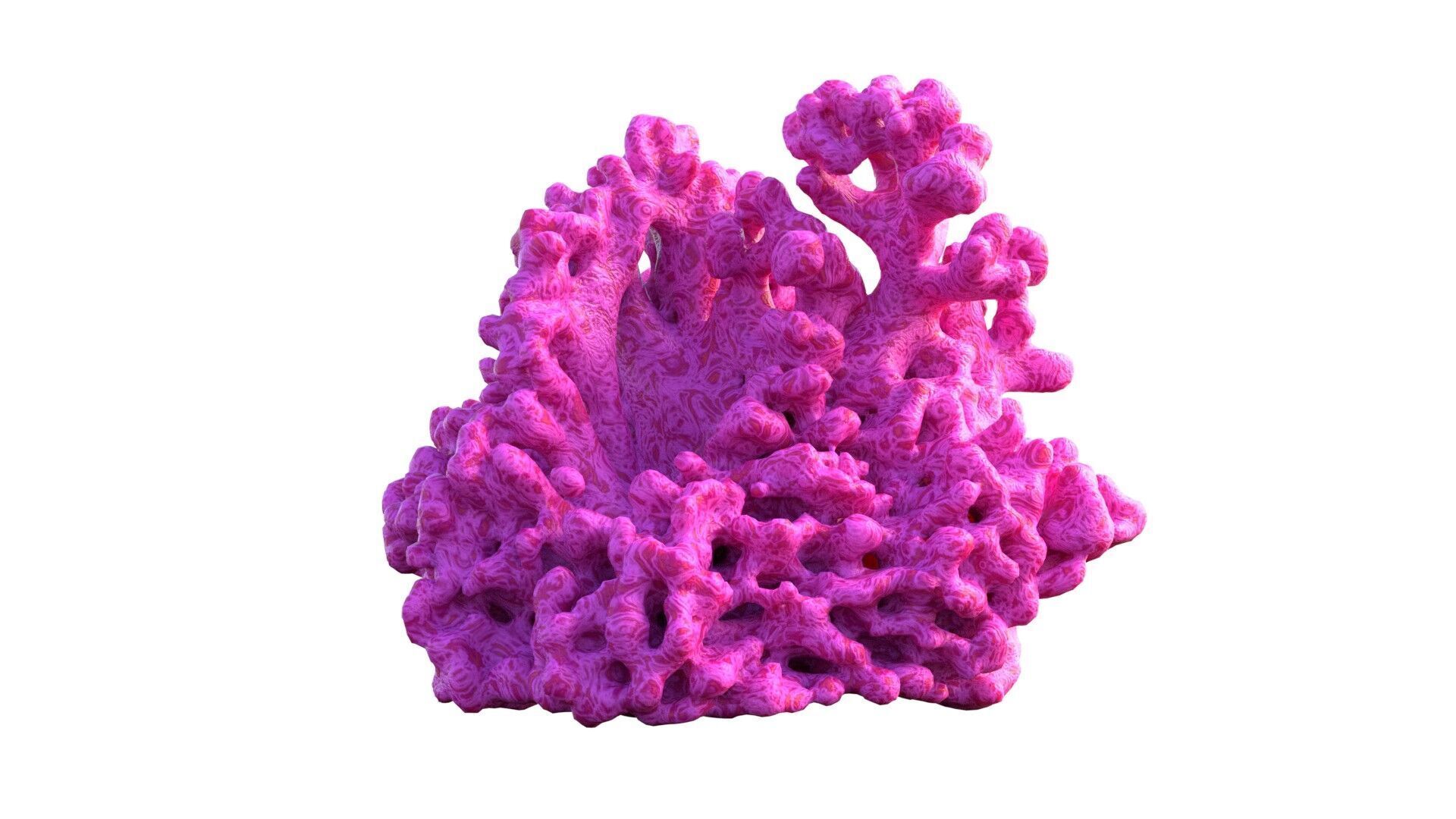 Coral reef v2  Low-poly 3D model_3