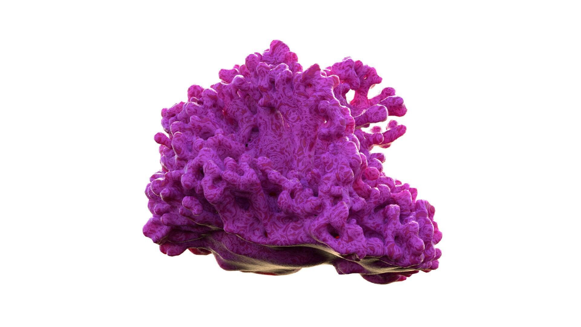 Coral reef v2  Low-poly 3D model_4