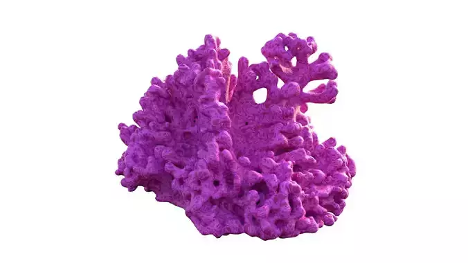 Coral reef v2  Low-poly 3D model
