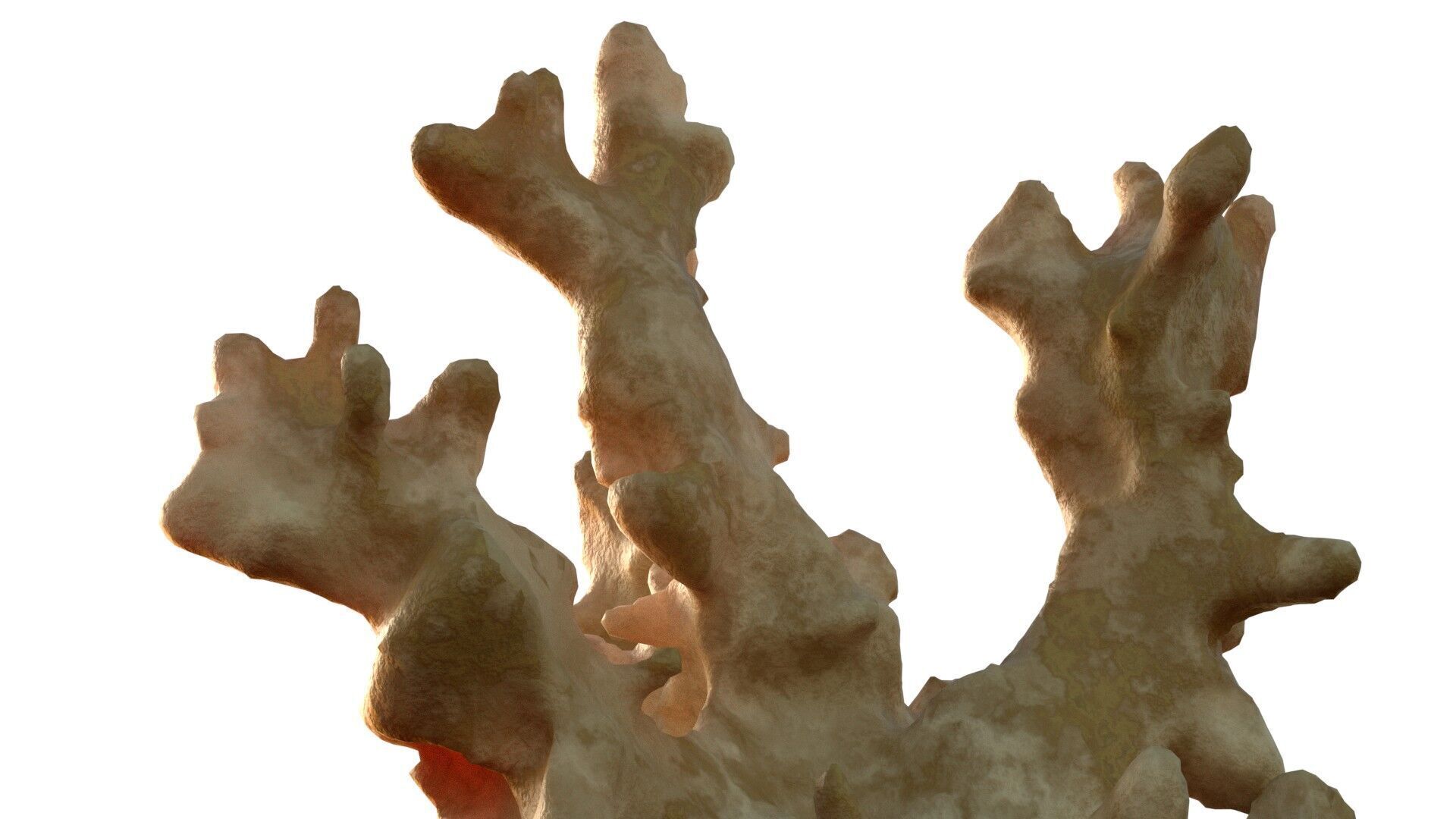 Coral reef v3 Low-poly 3D model_5