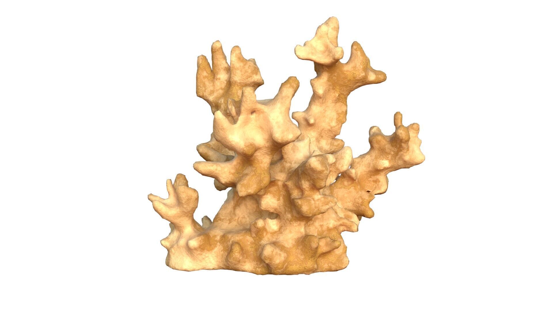 Coral reef v3 Low-poly 3D model_2