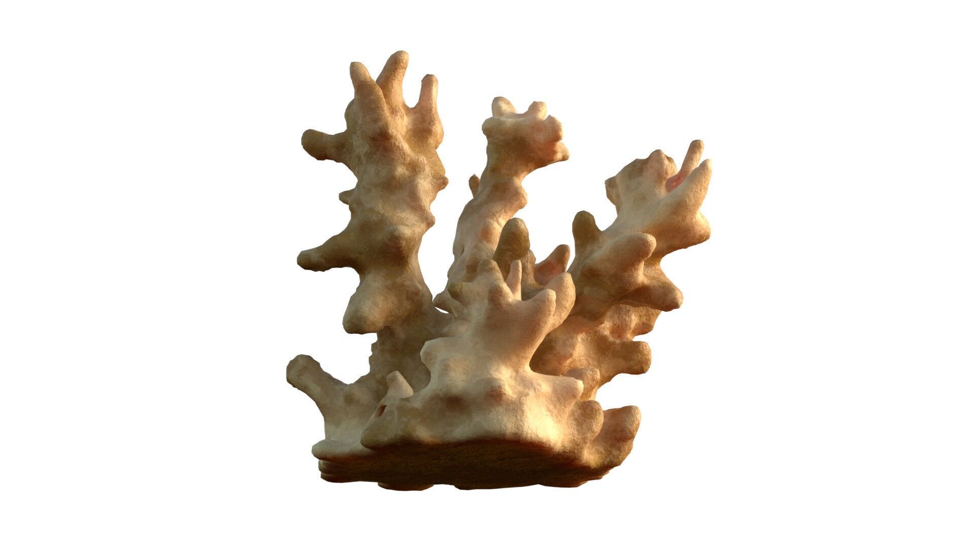 Coral reef v3 Low-poly 3D model_3
