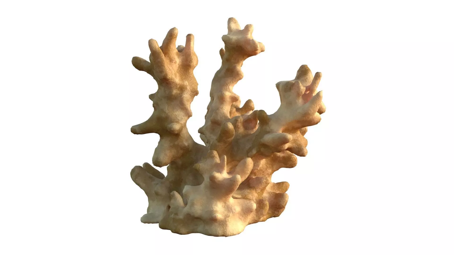 Coral reef v3 Low-poly 3D model_0