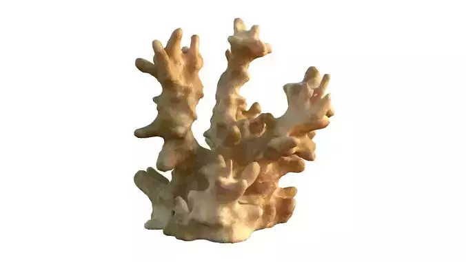 Coral reef v3 Low-poly 3D model