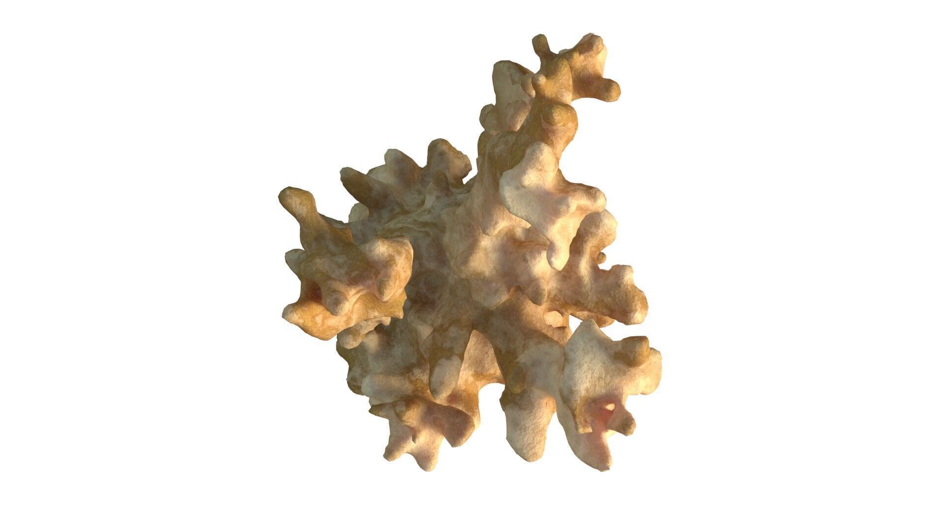 Coral reef v3 Low-poly 3D model_4