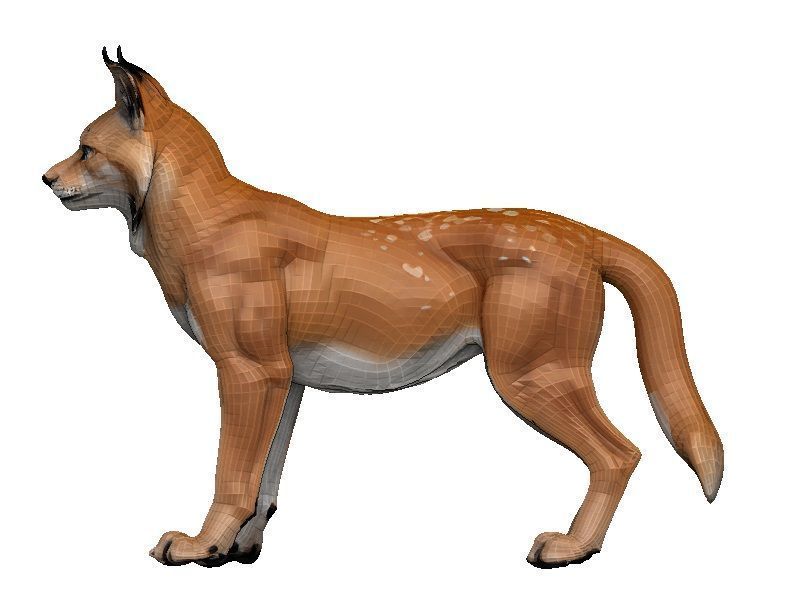 Lynx-Lynx Low-poly 3D model_3