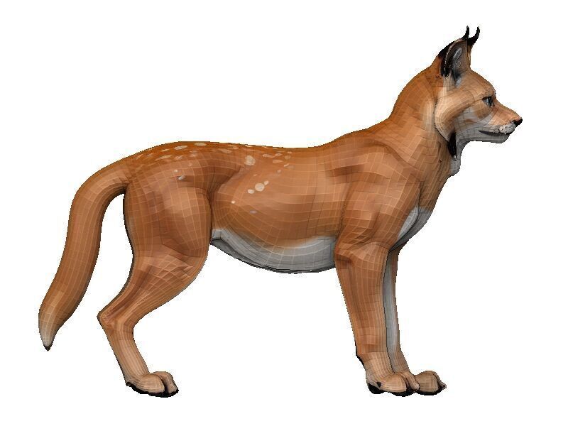 Lynx-Lynx Low-poly 3D model_6