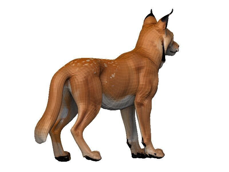 Lynx-Lynx Low-poly 3D model_5