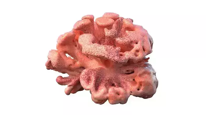 Coral reef v10  Low-poly 3D model