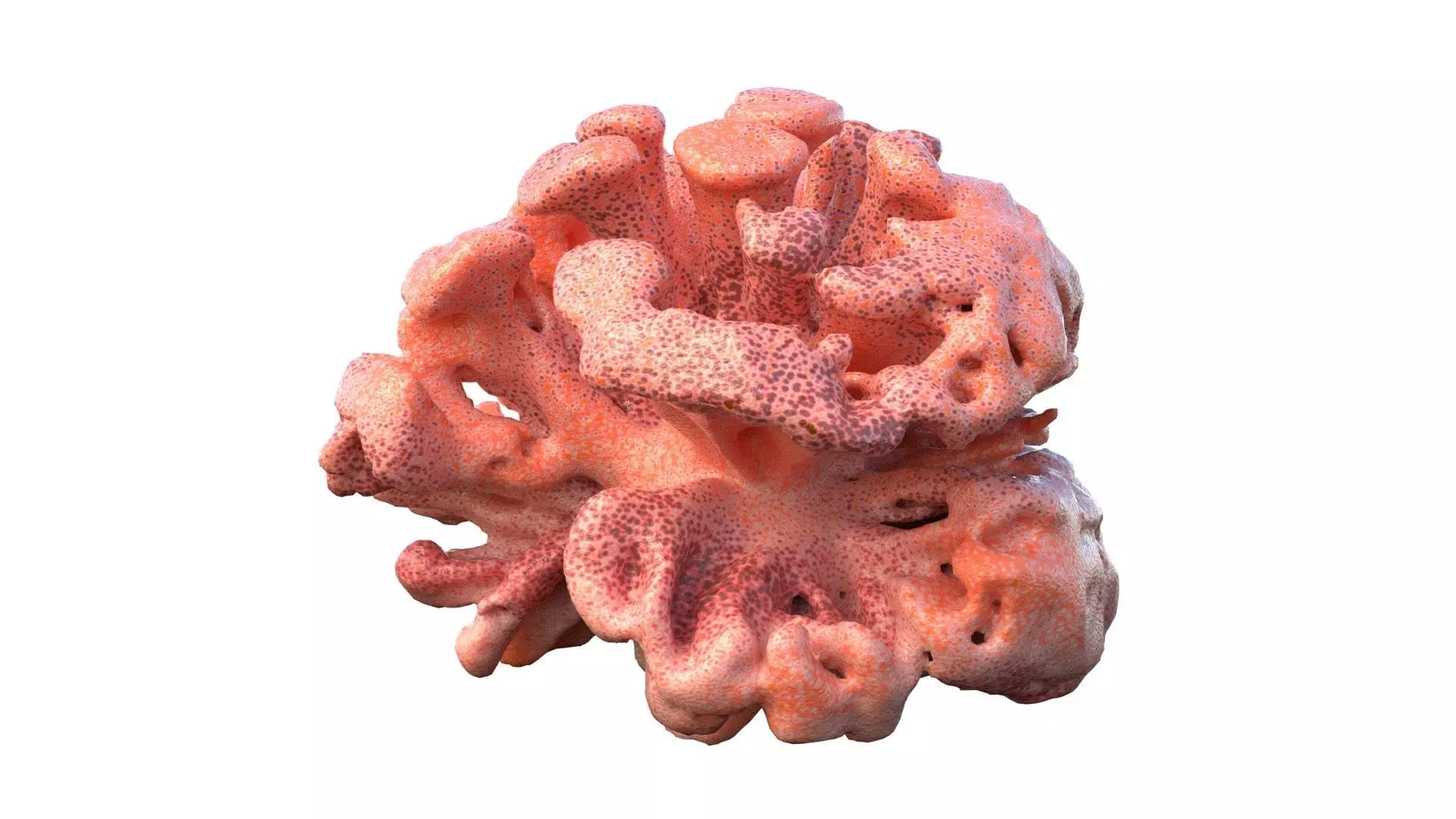 Coral Reef Collection Low-poly 3D model