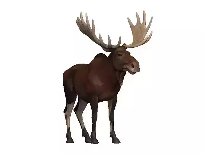 Moose