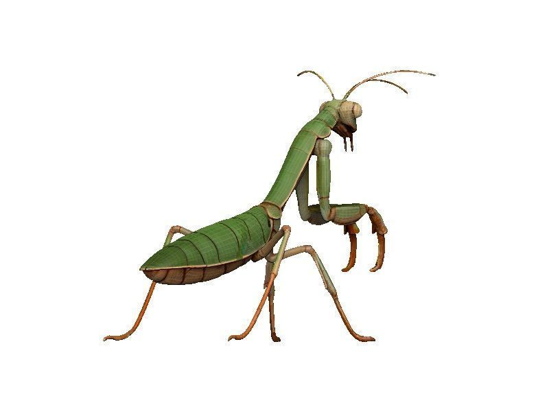 Praying Mantis Low-poly 3D model_6