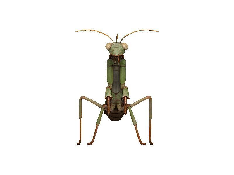 Praying Mantis Low-poly 3D model_1