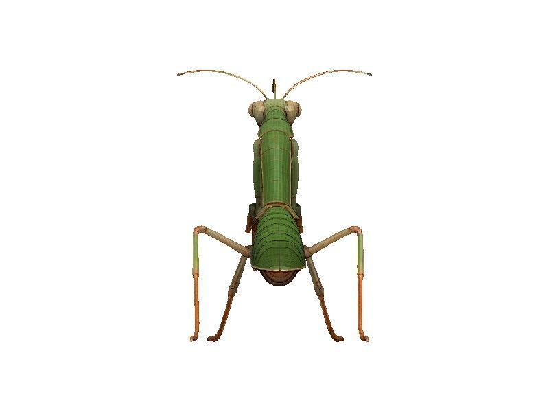 Praying Mantis Low-poly 3D model_5