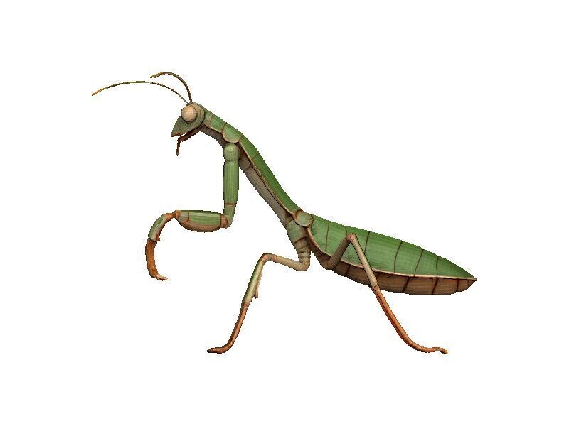 Praying Mantis Low-poly 3D model_3
