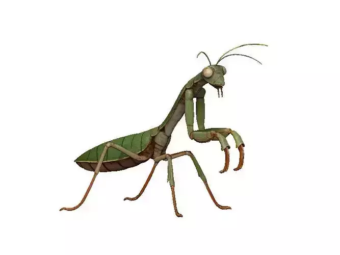 Praying Mantis