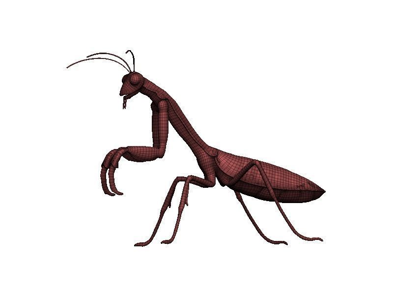 Praying Mantis Low-poly 3D model_10