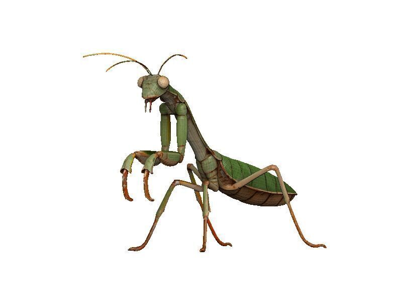 Praying Mantis Low-poly 3D model_2