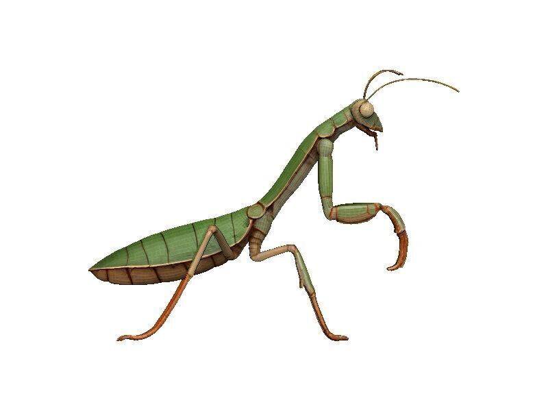 Praying Mantis Low-poly 3D model_7