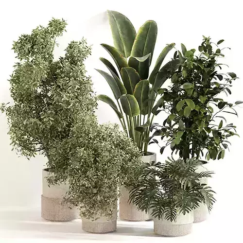 Indoor Plant Set 0154 3D model