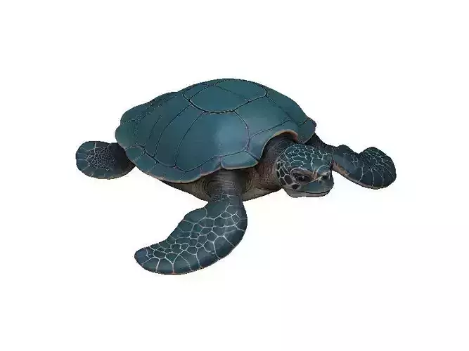 Sea Turtle