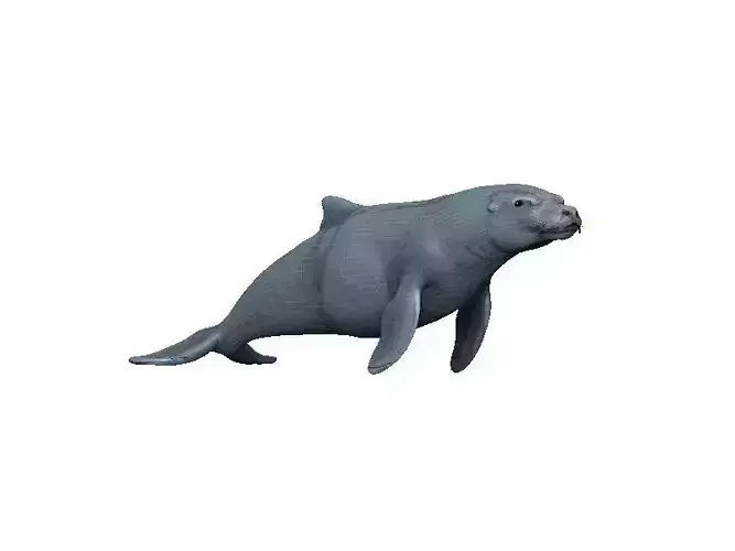 Sea Lion