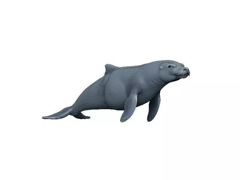 Sea Lion Low-poly 3D model_0