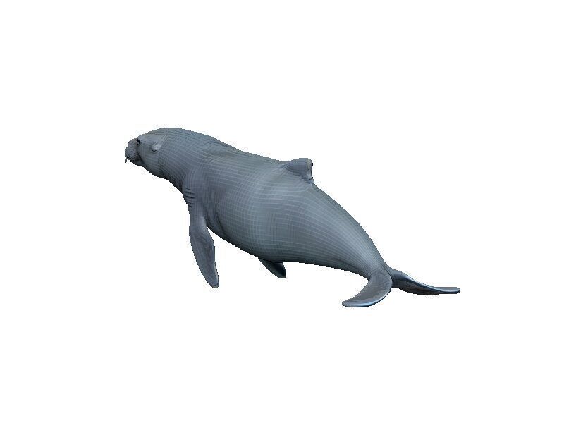 Sea Lion Low-poly 3D model_3