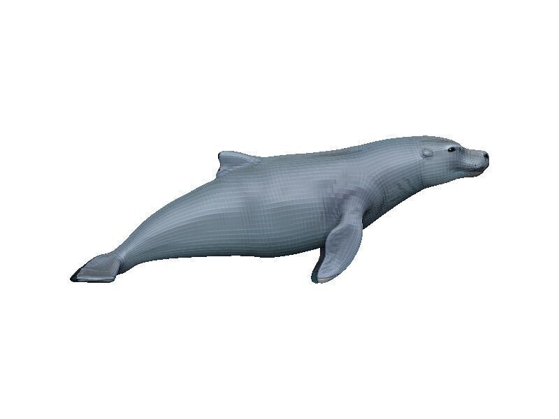 Sea Lion Low-poly 3D model_5