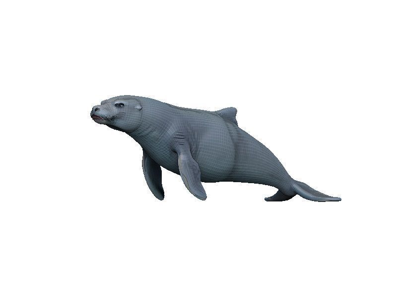 Sea Lion Low-poly 3D model_1