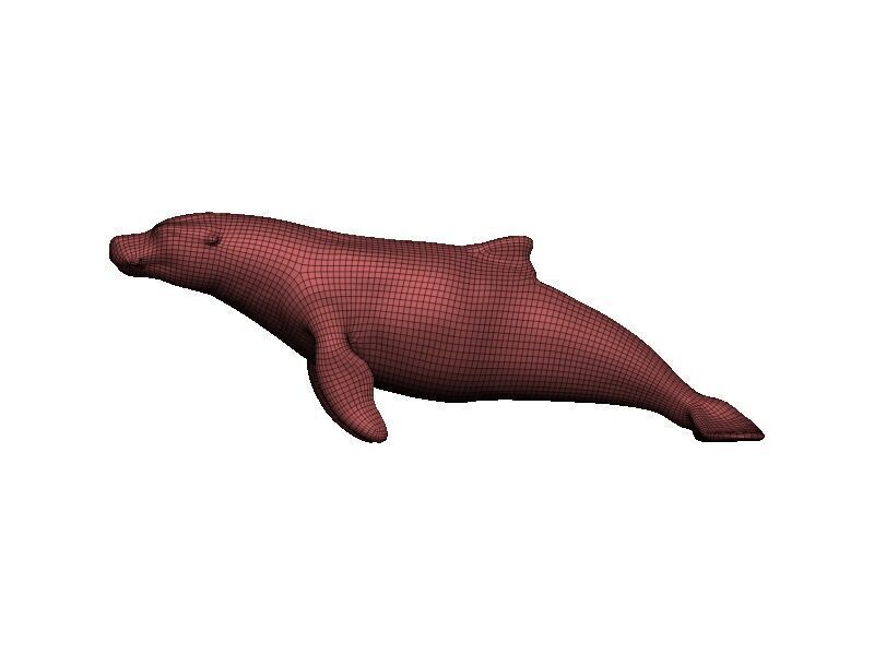 Sea Lion Low-poly 3D model_8