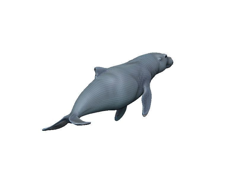 Sea Lion Low-poly 3D model_4